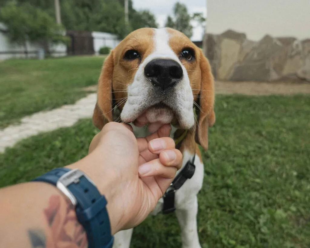 Close-up of pet showing allergy symptoms such as scratching or itchy skin during spring