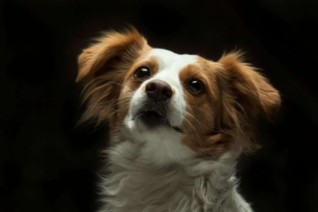 Healthy dog or cat eating balanced meal with fresh spring vegetables shown nearby
