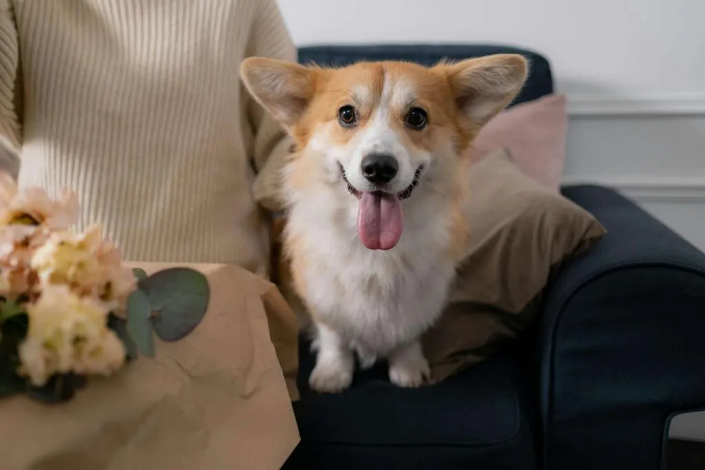 Veterinarian performing comprehensive wellness examination on a healthy dog or cat in spring