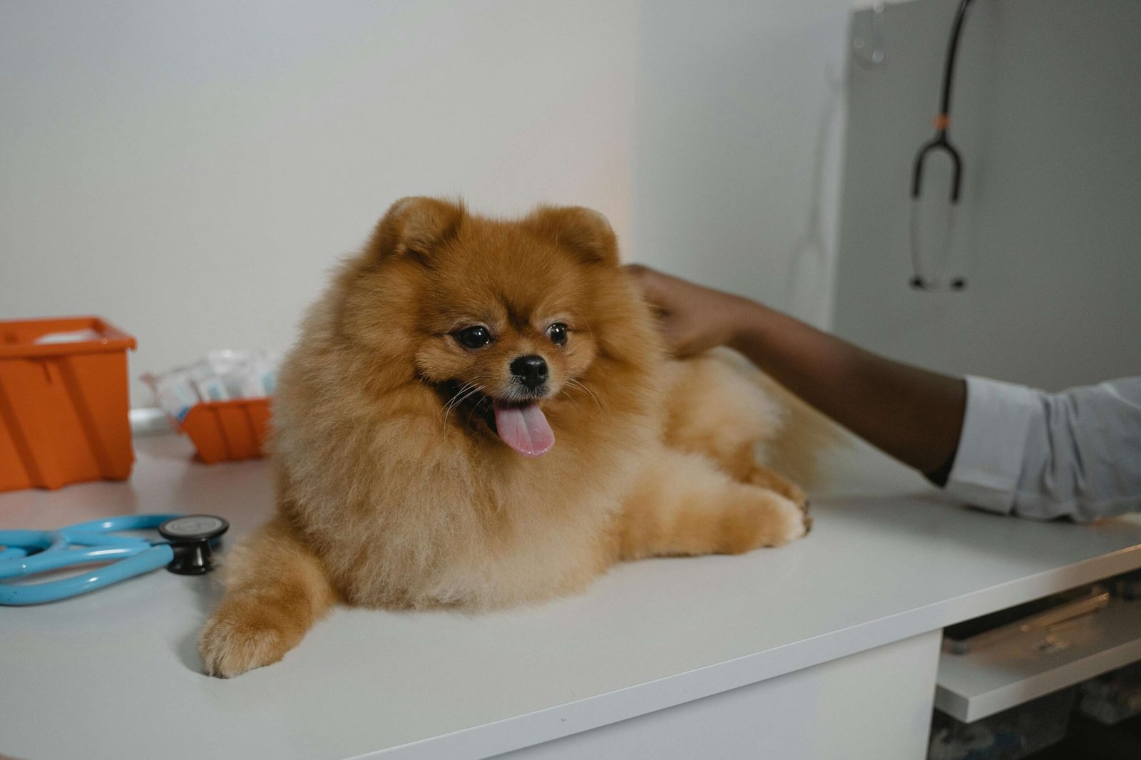 An elderly dog or cat resting comfortably indoors with care items visible in the background