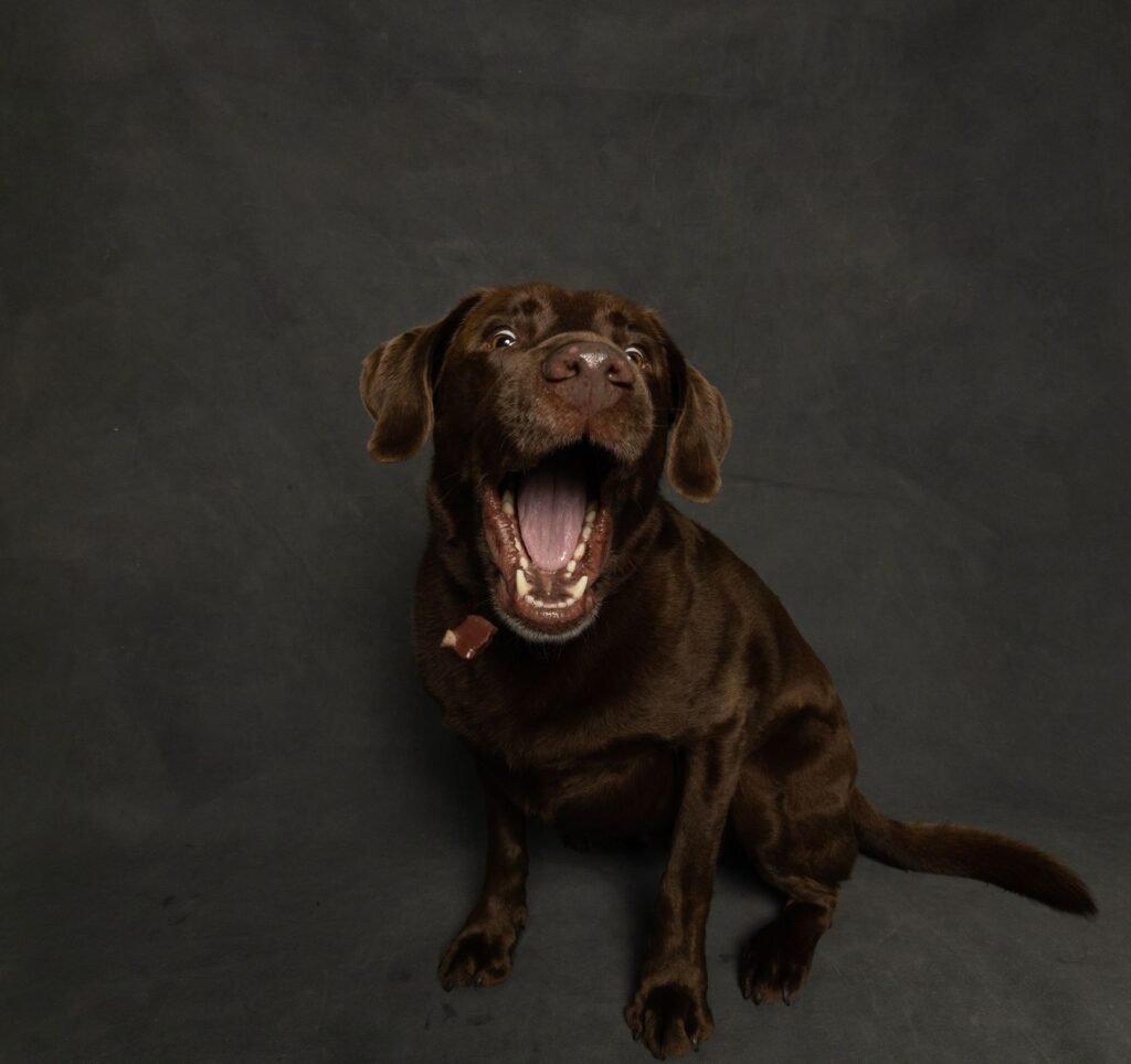 Labrador catching a treat, a reminder that many human foods are toxic to pets