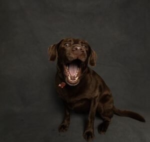 Labrador catching a treat, a reminder that many human foods are toxic to pets