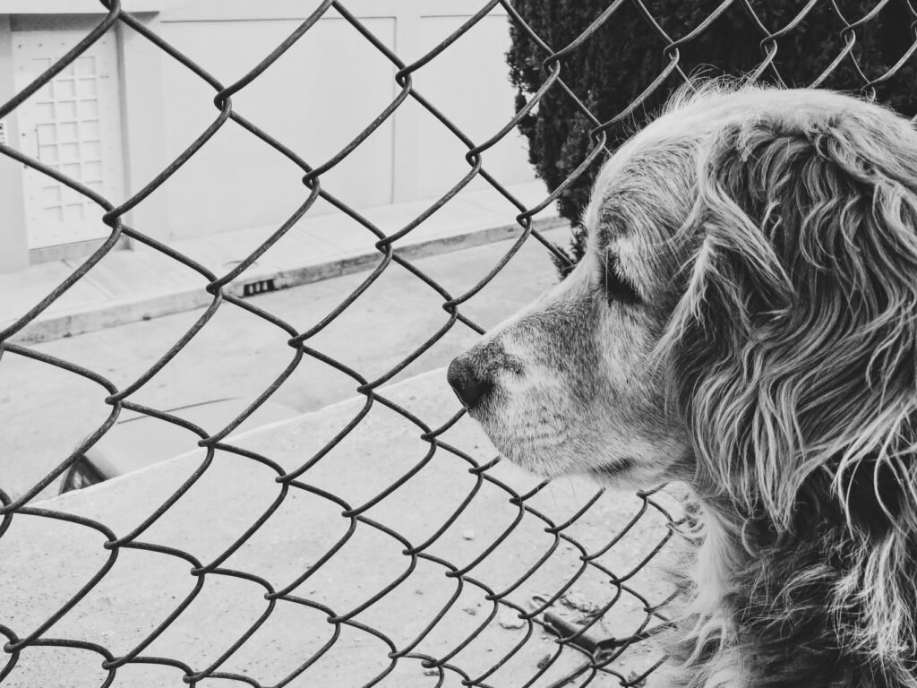 A thoughtful monochrome image of a dog gazing through a chain link fence.