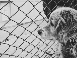 A thoughtful monochrome image of a dog gazing through a chain link fence.