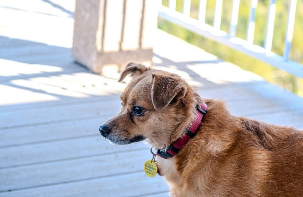 A small brown dog wearing a collar stands on a sunlit porch in Chico, CA.