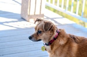 A small brown dog wearing a collar stands on a sunlit porch in Chico, CA.