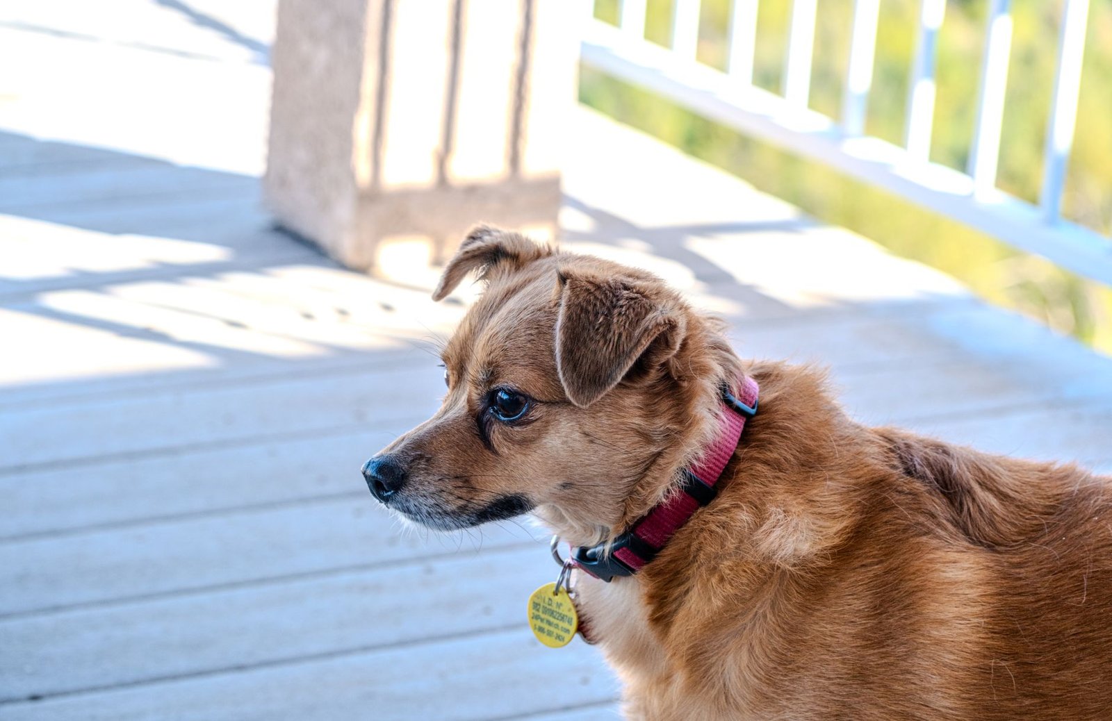 A small brown dog wearing a collar stands on a sunlit porch in Chico, CA.