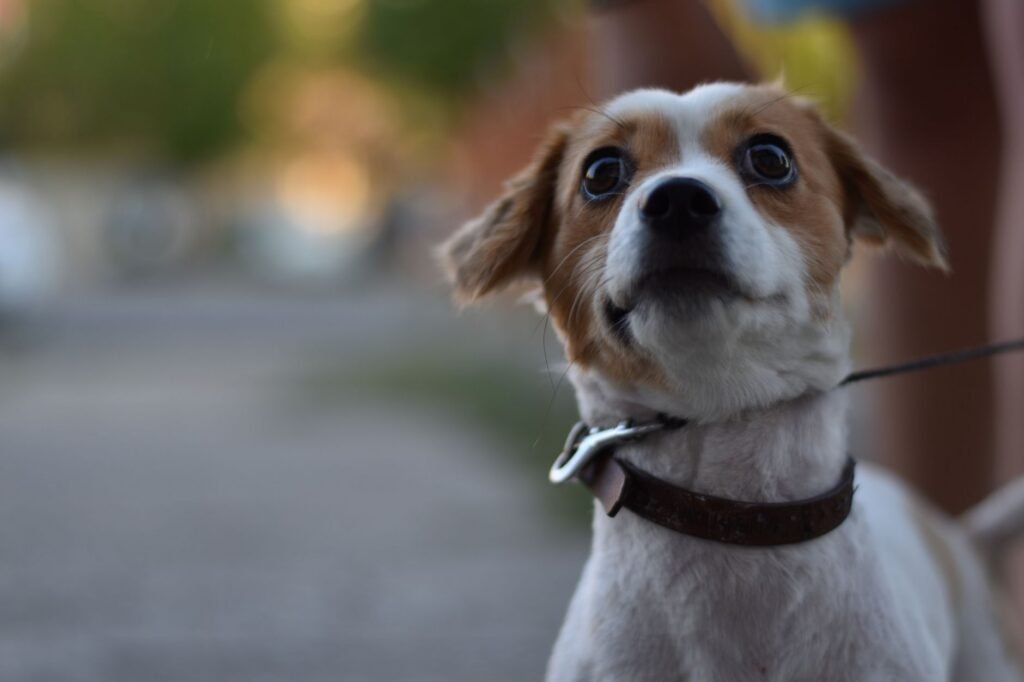 Close-up image of a Jack Russell Terrier dog looking surprised outdoors with a leash.