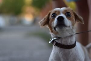 Close-up image of a Jack Russell Terrier dog looking surprised outdoors with a leash.