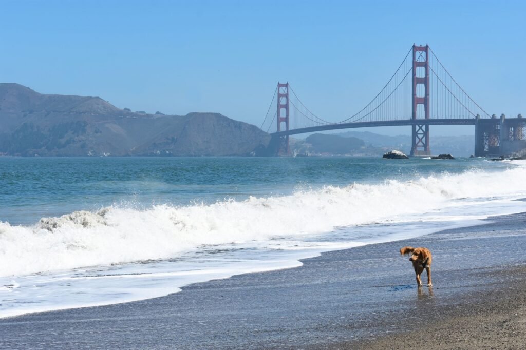 A dog frolics on a beach with the iconic Golden Gate Bridge in the background.