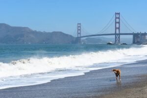 A dog frolics on a beach with the iconic Golden Gate Bridge in the background.